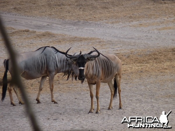 Nyasaland Gnu in Tanzania