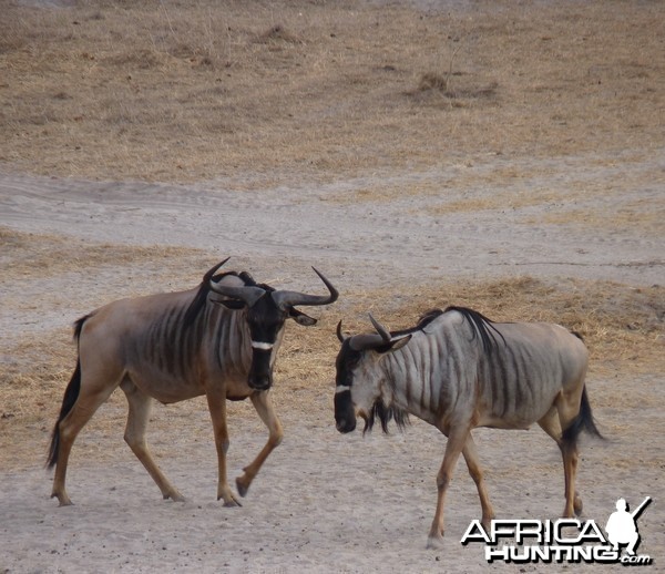 Nyasaland Gnu in Tanzania