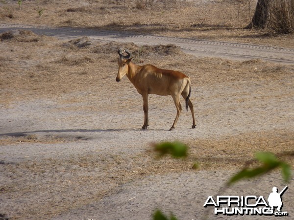 Lichtenstein's Hartebeest in Tanzania