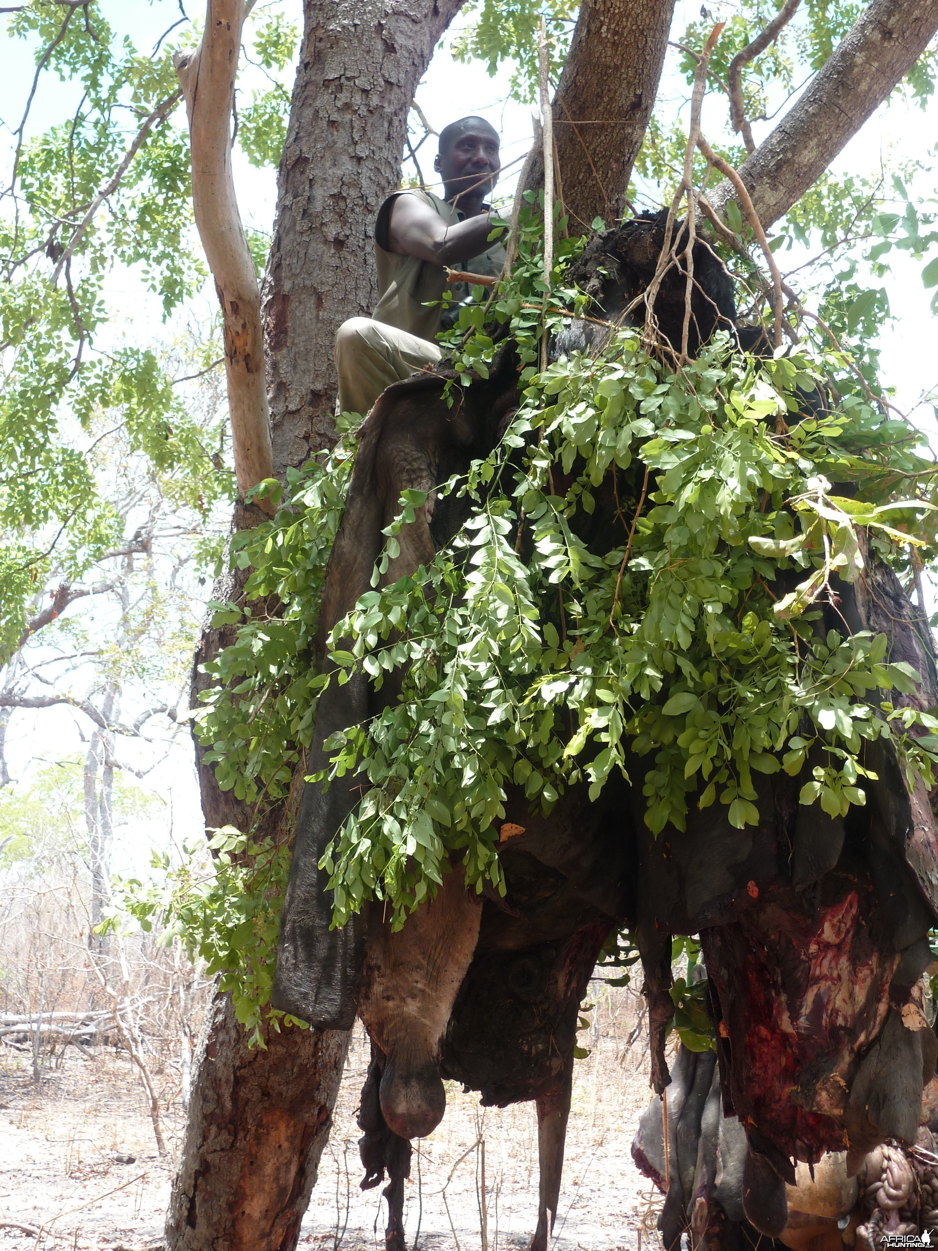 Hunting dangerous game with bait in Tanzania