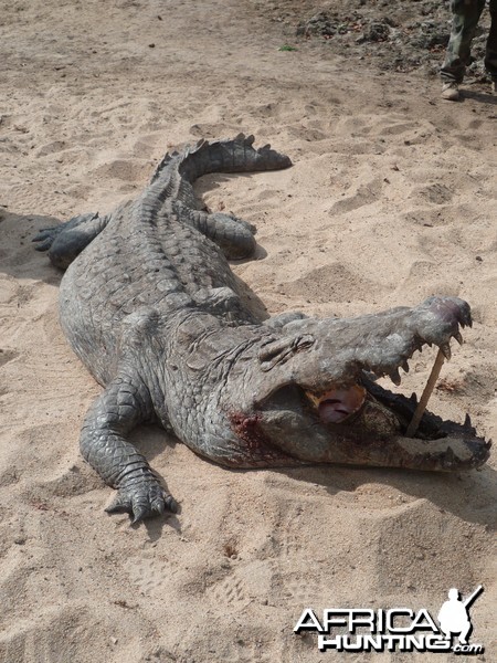 Hunting Croc in Tanzania