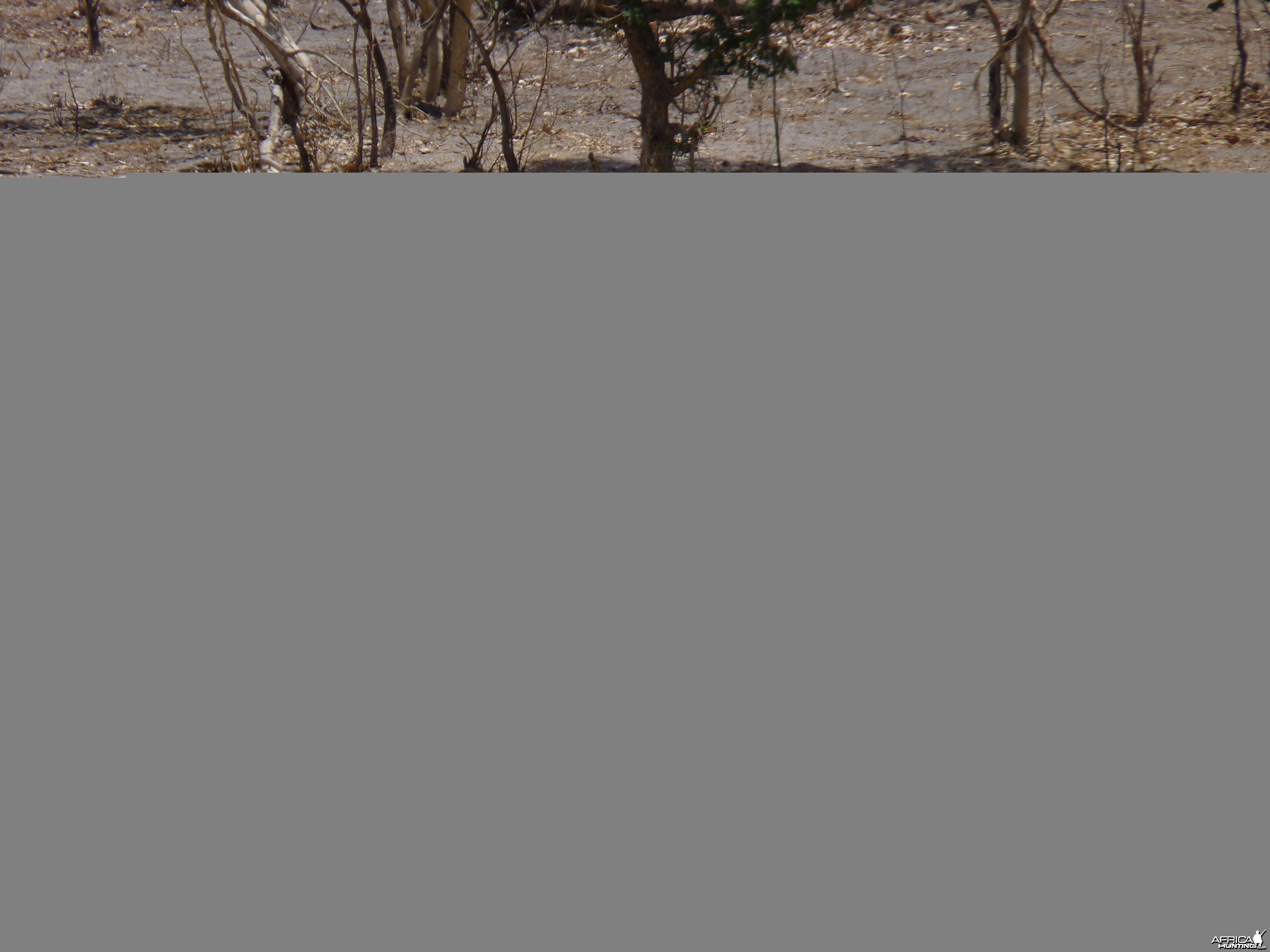 Lichtenstein's Hartebeest in Tanzania