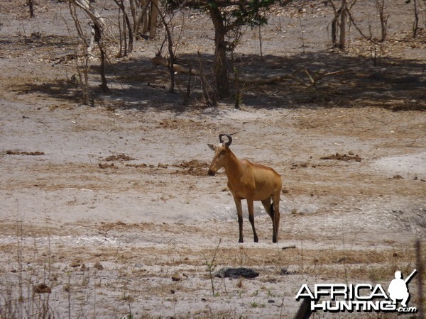 Lichtenstein's Hartebeest in Tanzania