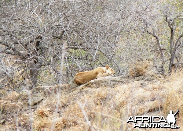 Lioness on spy point... Tanzania