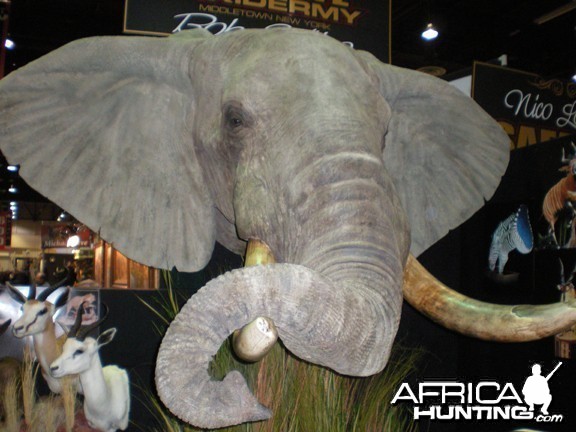 Taxidermy Elephant