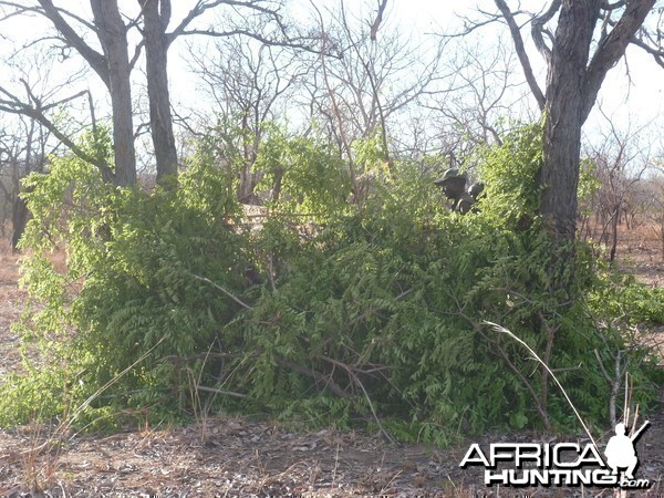 Hunting hide for dangerous game in Tanzania