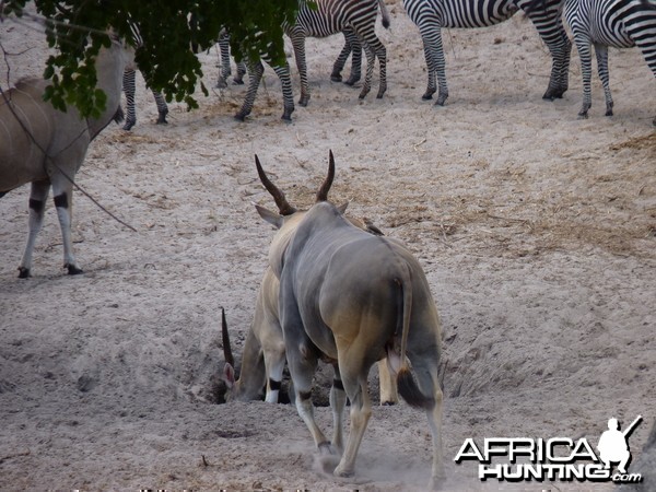 East African Eland Tanzania