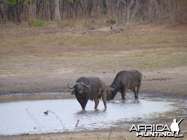 Cape Buffalo hunting in Tanzania