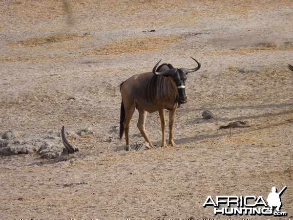 Nyasaland Gnu in Tanzania