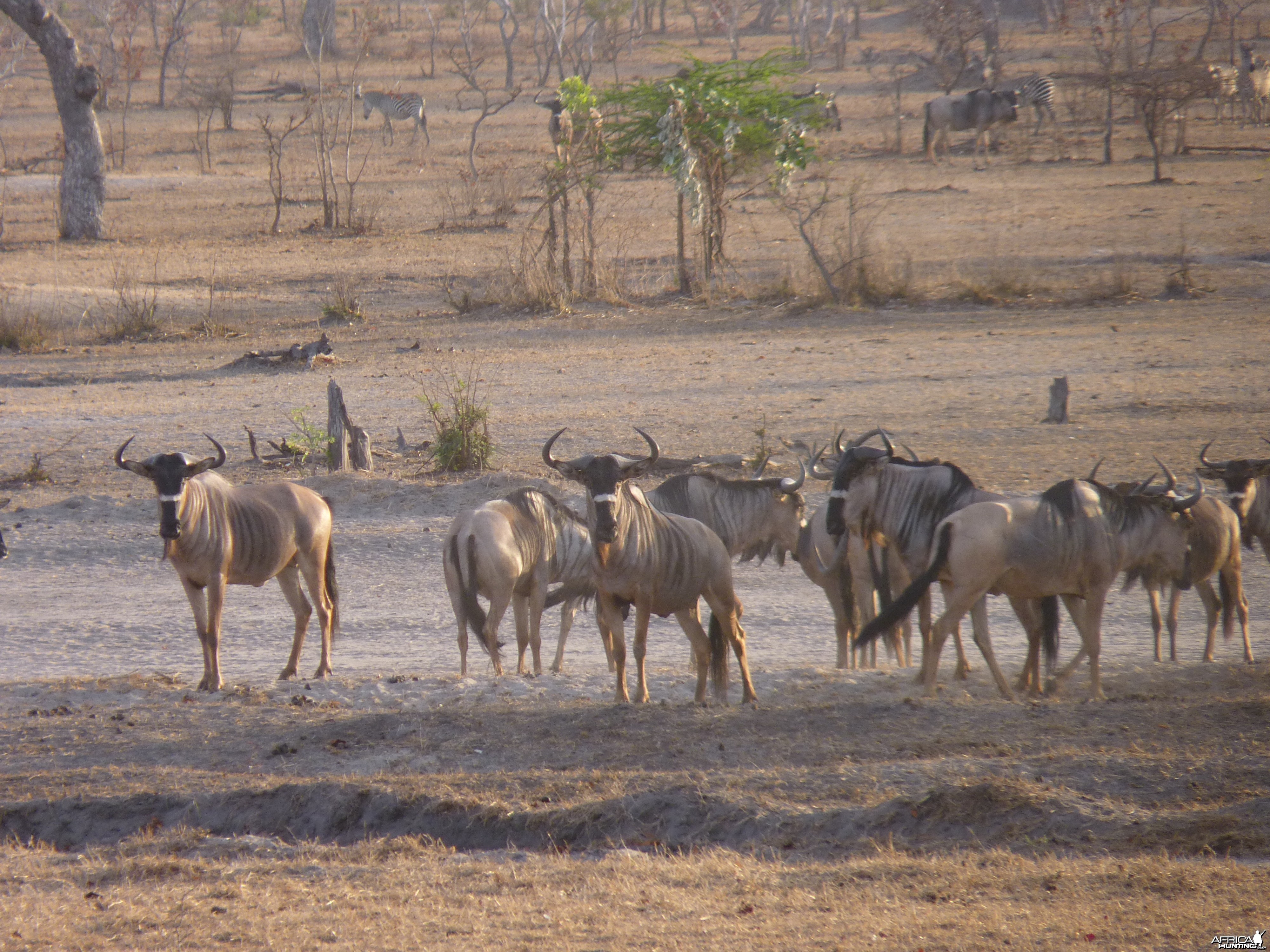 Nyasaland Gnu in Tanzania