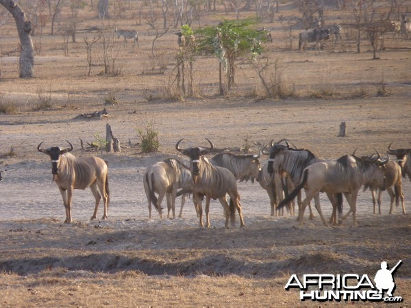 Nyasaland Gnu in Tanzania