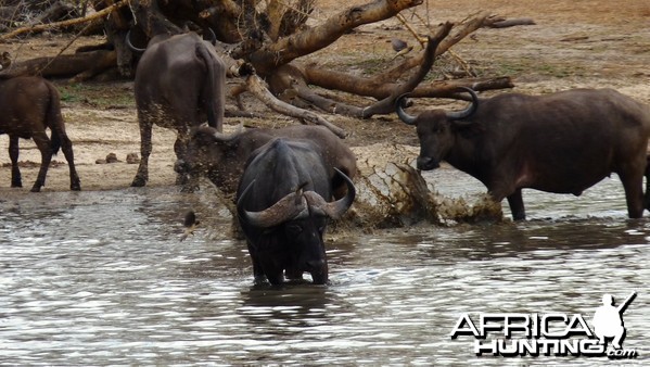 Cape Buffalo in Tanzania