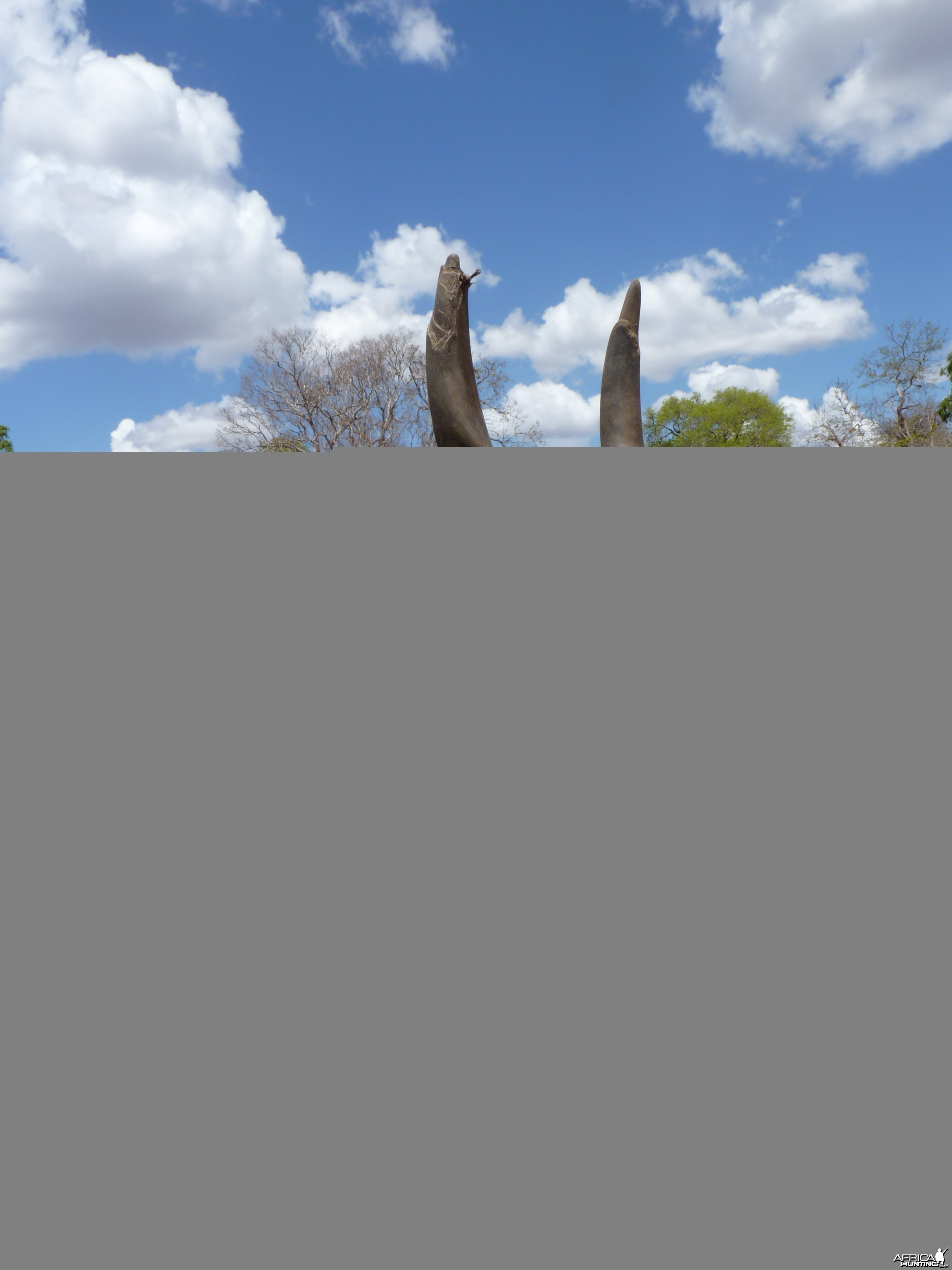 East African Eland hunted in Tanzania