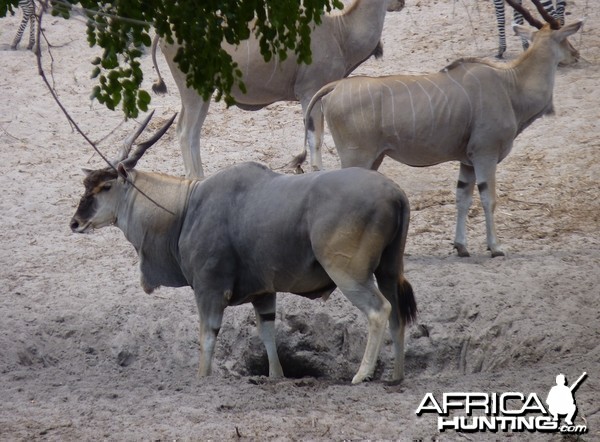 East African Eland in Tanzania