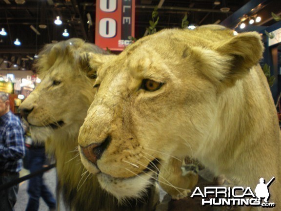 Taxidermy Lion &amp; Lioness