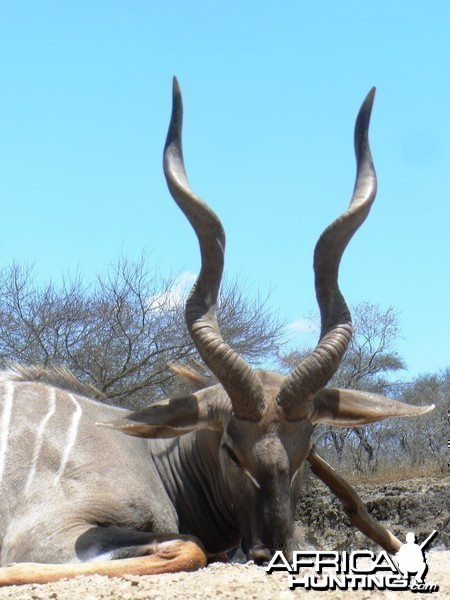 28&quot; Lesser Kudu hunted in Tanzania