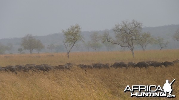 Cape Buffalo in Tanzania