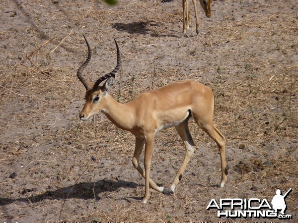 Hunting Impala Tanzania