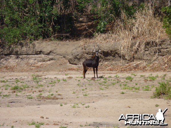 Hunting Sable in Tanzania