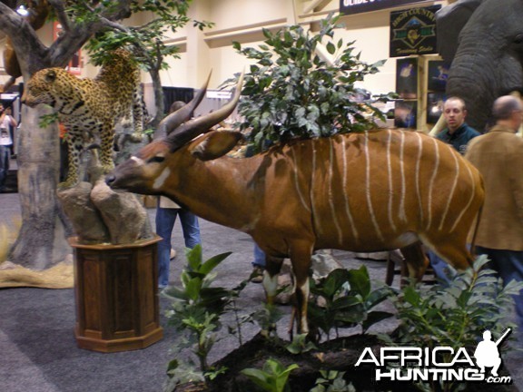 Taxidermy Bongo