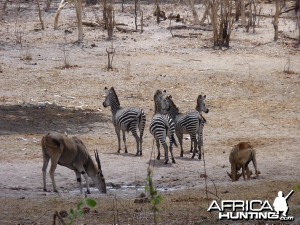 Hunting in Tanzania