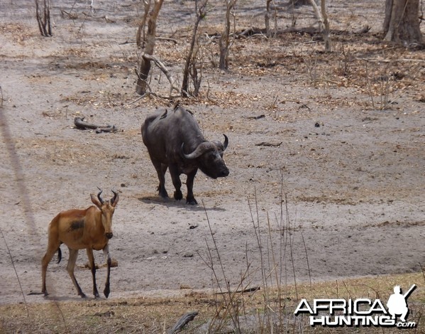 Cape Buffalo in Tanzania