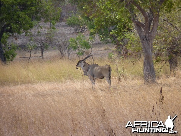 East African Eland in Tanzania