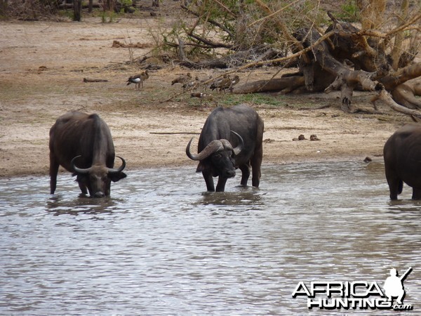 Cape Buffalo in Tanzania