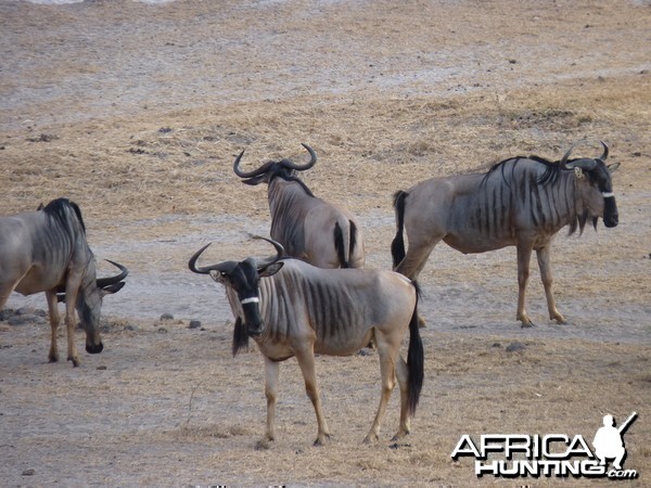 Nyasaland Gnu in Tanzania