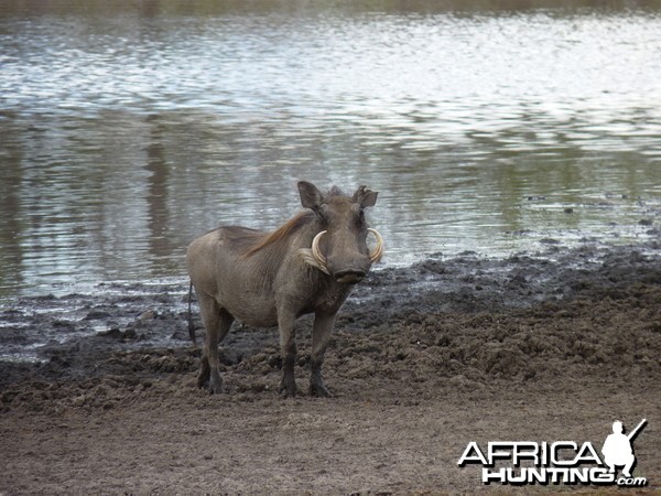 Warthog in Tanzania