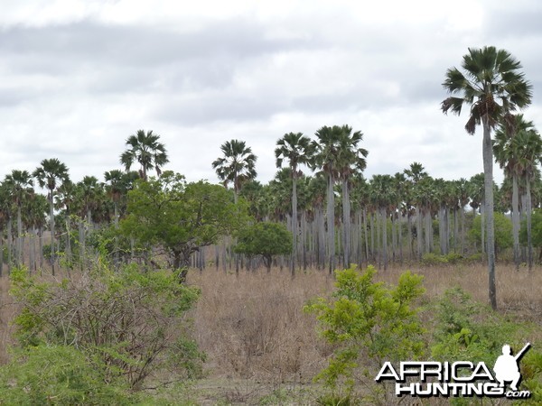 Hunting in Tanzania