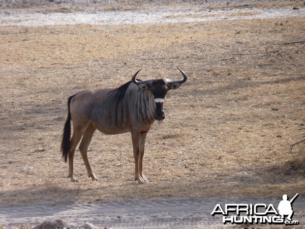 Nyasaland Gnu in Tanzania