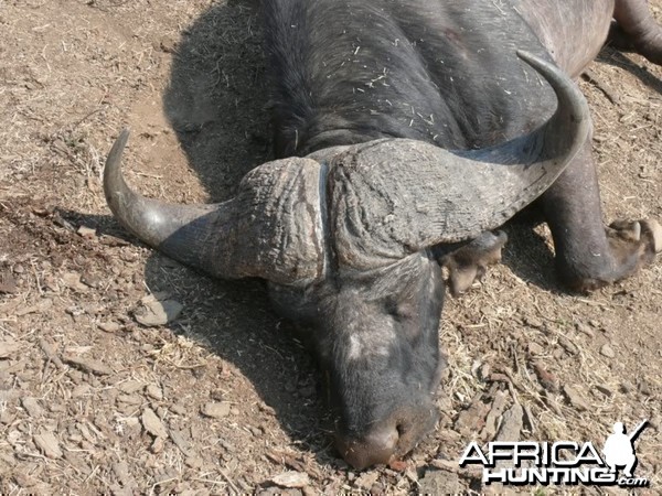 41&quot; Buffalo hunted in MKuze Falls PGR, Kwazulu Natal, RSA