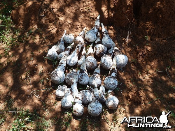 Omajowa termite hill mushrooms Namibia