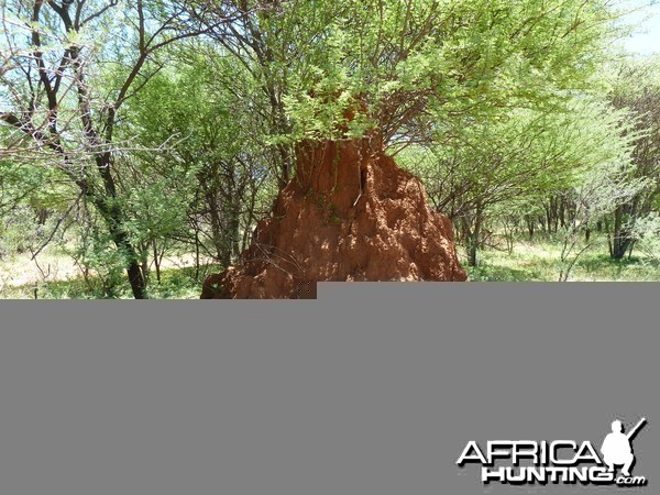 Omajowa termite hill mushrooms Namibia