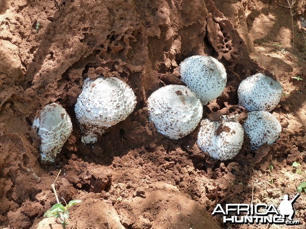 Omajowa termite hill mushrooms Namibia