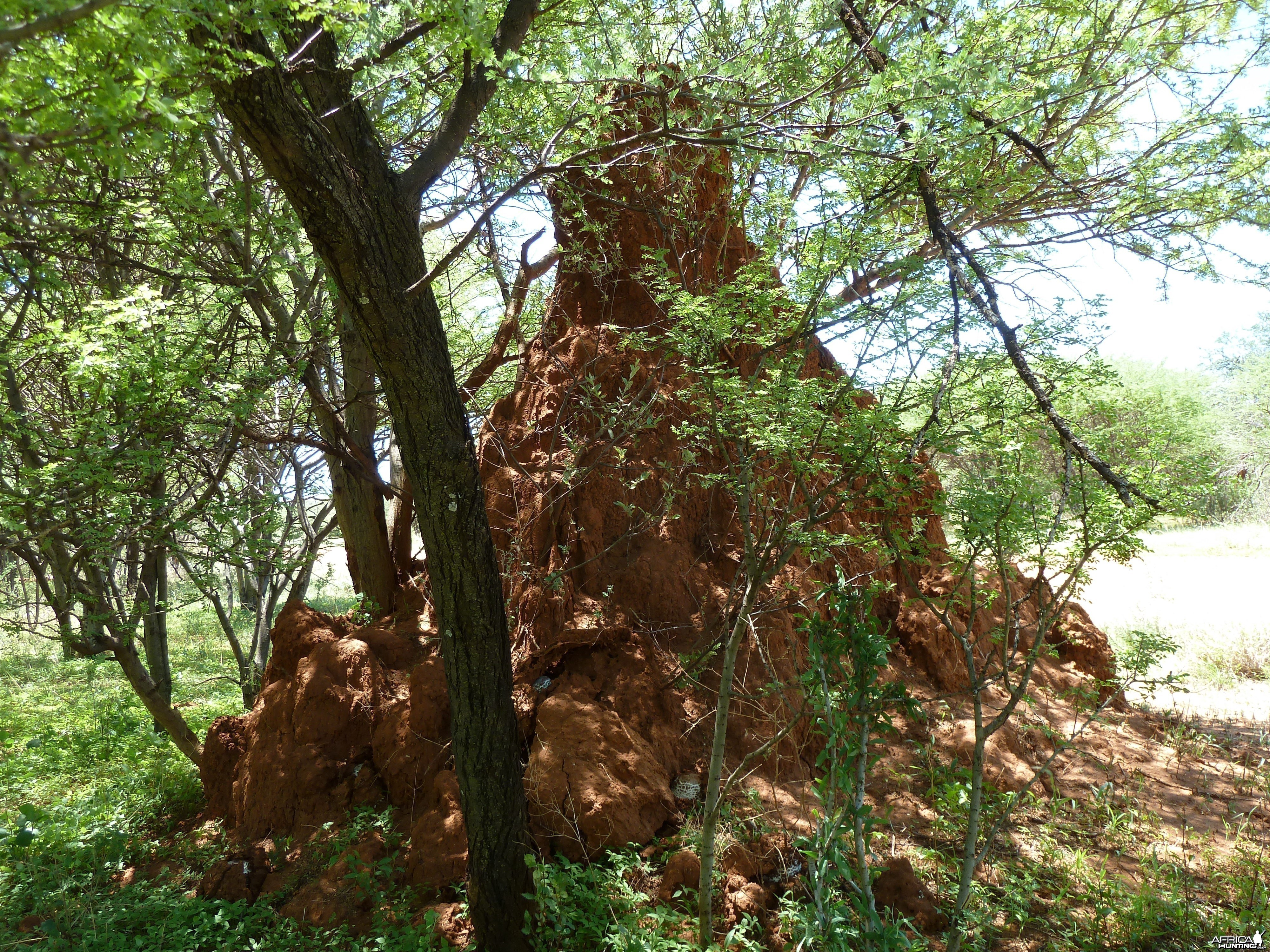 Omajowa termite hill mushrooms Namibia