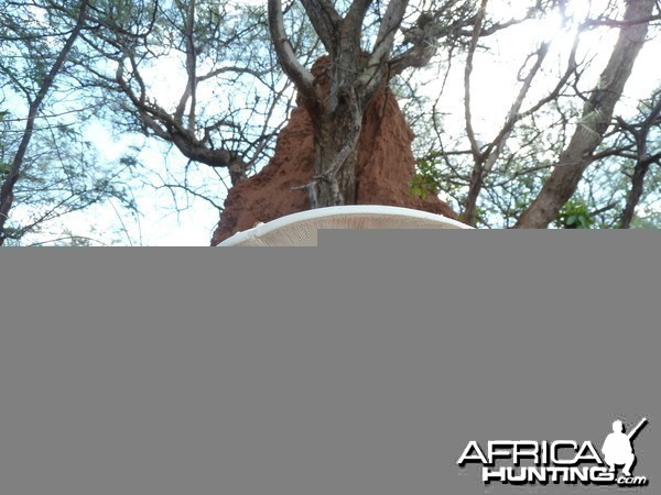 Omajowa termite hill mushrooms Namibia