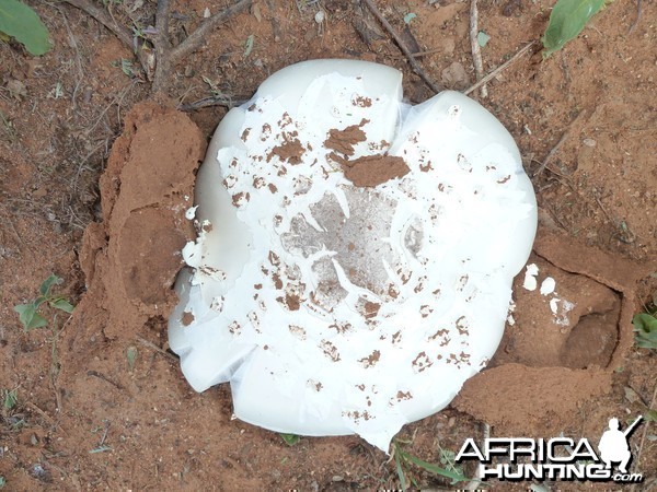 Omajowa termite hill mushrooms Namibia