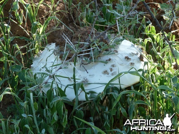 Omajowa termite hill mushrooms Namibia