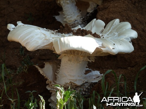 Omajowa termite hill mushrooms Namibia