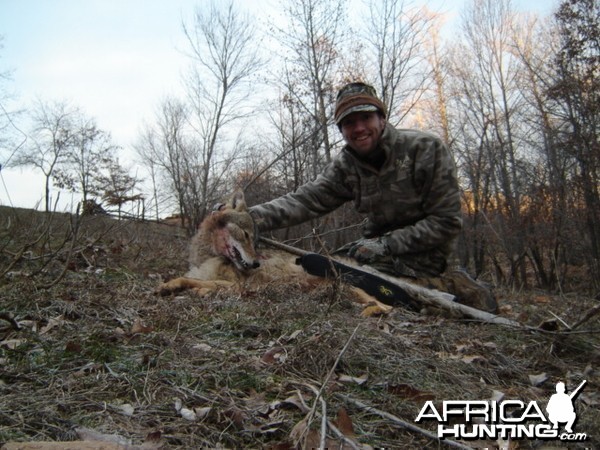 Hunting Coyote