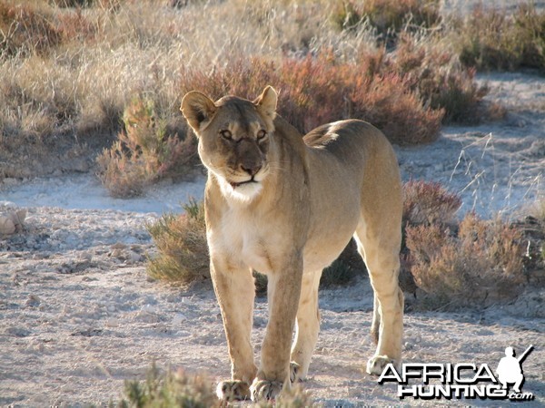 Lioness Etosha Namibia