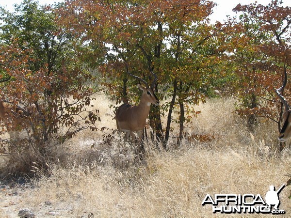 Black-faced Impala Etosha Namibia