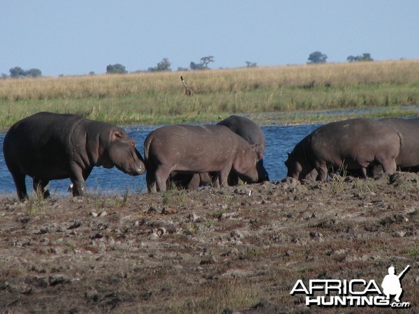 Hippos Chobe
