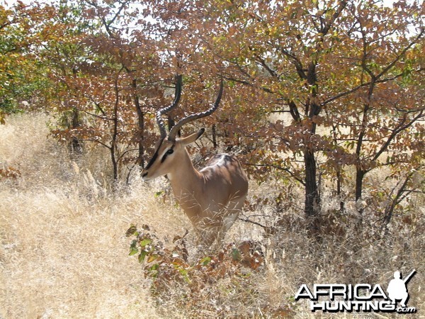 Black-faced Impala Etosha Namibia