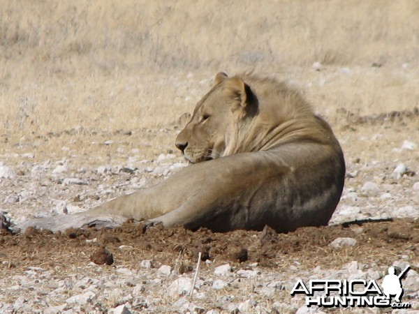 Lion Etosha Namibia