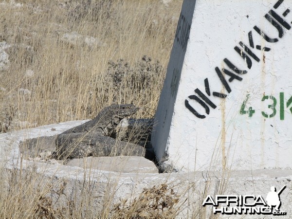 Monitor Lizard Etosha Namibia