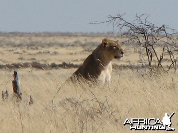 Lioness Etosha Namibia