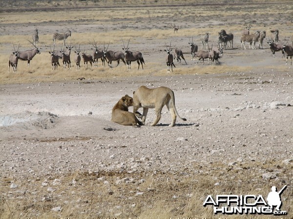 Lion Etosha Namibia